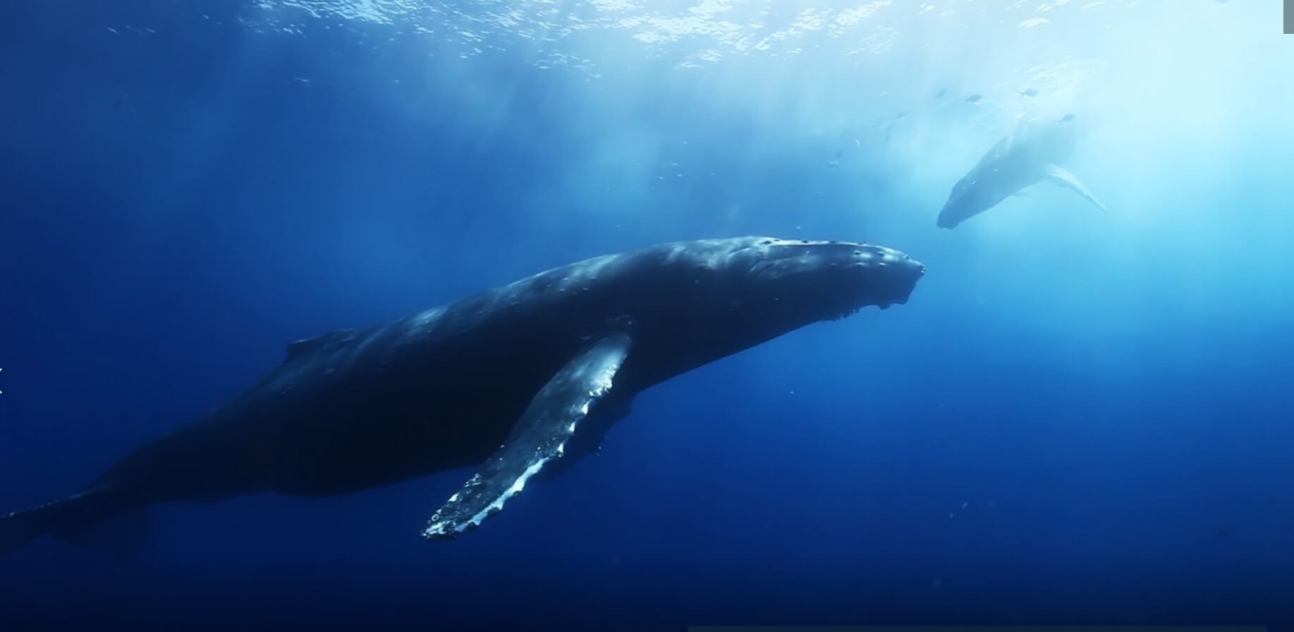 Des solutions contre la pollution des océans 